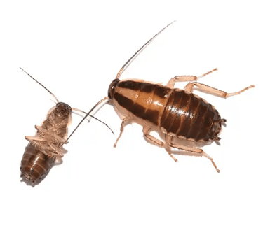 an image of german cockroaches for identification