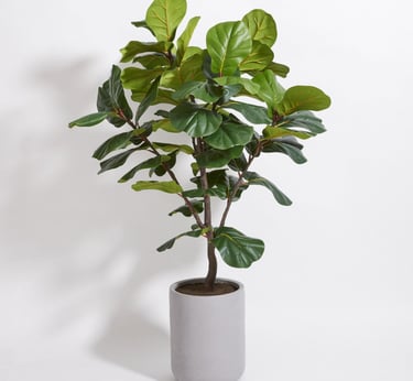 Faux Fiddle leaf Fig tree indoor plant