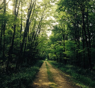 chemin de vie