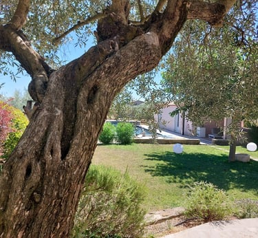 Un vieil olivier à l'écorce noueuse se dresse dans un jardin méditerranéen ensoleillé, avec piscine