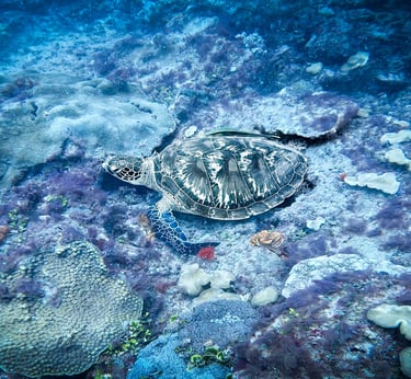 A green sea turtle rests on a colorful tropical coral reef on the ocean floor.