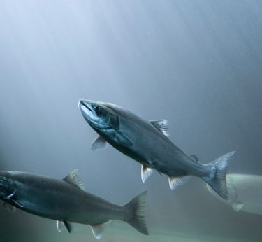 fish farm solutions salmon