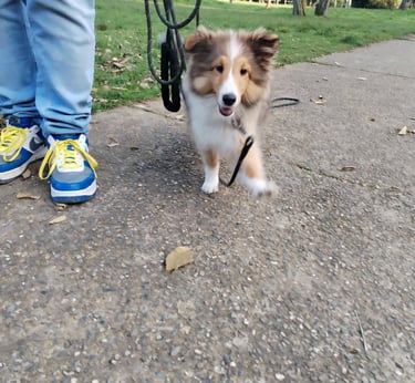 a dog is standing on the pavement near a person's feet