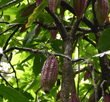 branche de cacao criollo