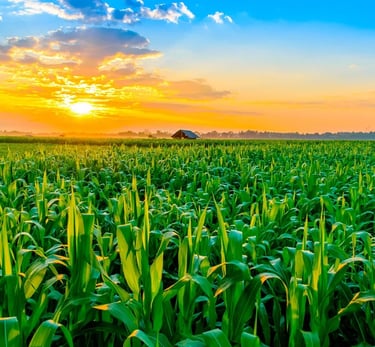 Serviços que prestamos nas culturas de grãos