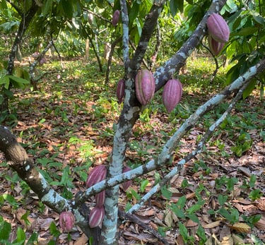 arbre branche de criollo