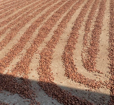 champ de cacao