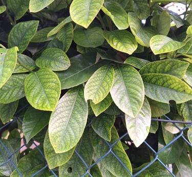 a Wax Leaf Privet shrub with green leavs