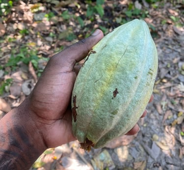 cacao criollo blanc