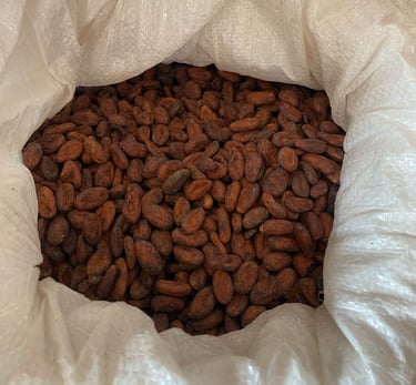 cacao sac criollo blanc