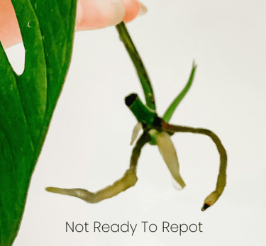 Plant roots that are not ready to be repotted