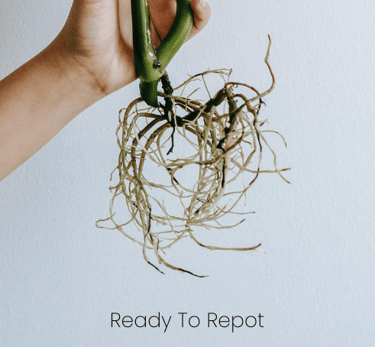 Plant roots that are ready to be repotted