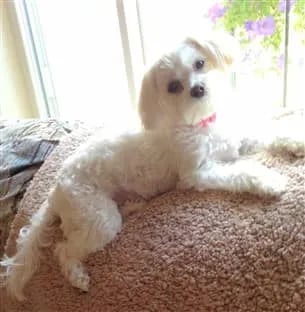 maltipoo-at-window-in-sun+(305+x+312)-min-1920w (1)