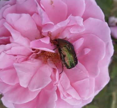 rose et cétoine dorée