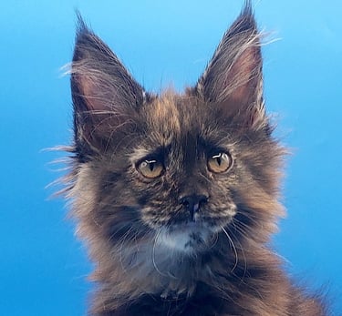 Black Tortie Maine Coon Girl Kitten