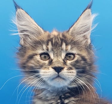 Black Tortie Polydactyl Maine Coon Girl Kitten