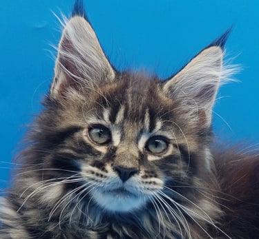 Black Classic Tabby Polydactyl Maine Coon Boy Kitten
