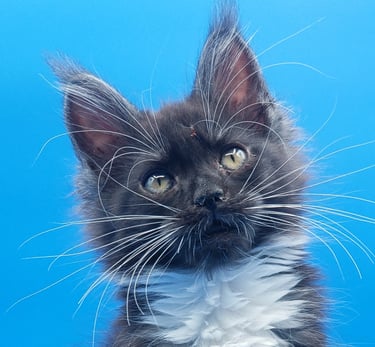 Tuxedo Black Smoke and White Maine Coon Girl Kitten