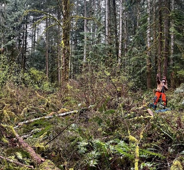 Tree rigging for tree removal in Snohomish