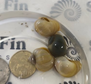 Sunset Pearl Mystery Snail showing stabilized gold banding - Shell & Fin Gilded Collection