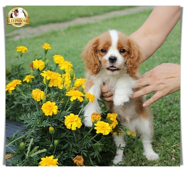 Sleepysong Kennel Cavalier King Charles male puppy