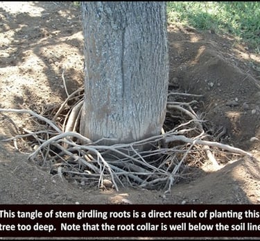 girdling roots caused by deep planting