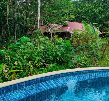 Jungle Cabins and pool at Toucan Hill Lodges