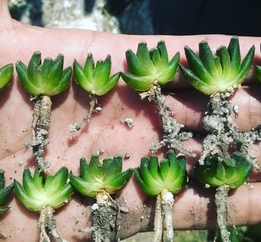 a person holding a bunch of green plants