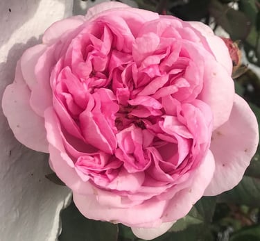 rose rose rosati