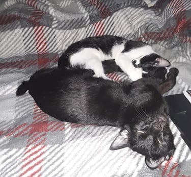 2 cats laying on a bed 