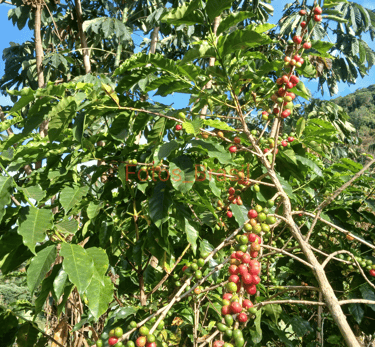 [Download] Um galho do mais amado do mundo: "Café"