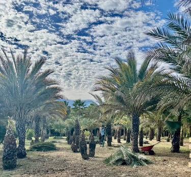 farming la buena vida huerta