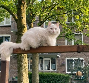 kat vriendelijk trimmen