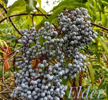 Elder berries