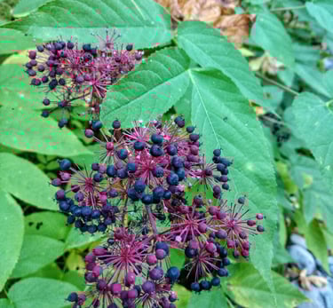 Spikenard