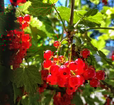 red currant