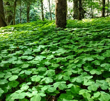 clover