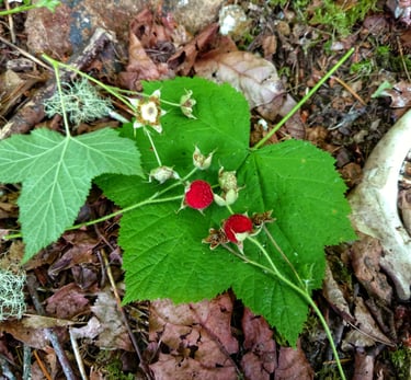 thimble berry