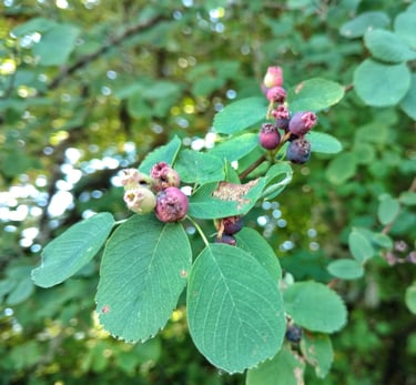 berries