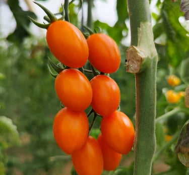 Tomate Origene Seeds