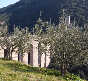 olive trees in front of the Roman aqueduct called Ponte delle Torri, view of the farm's olive grove