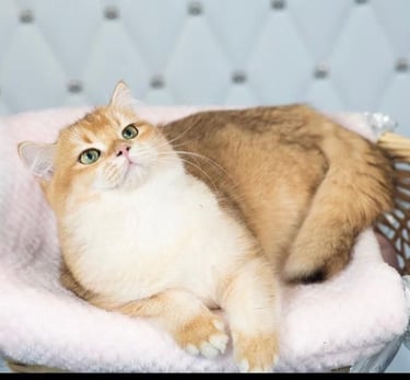 Parents of our BSH Cattery-www.prettybrity.com