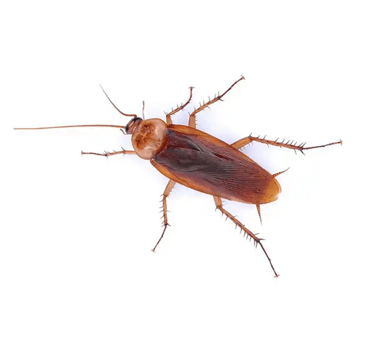 an image of an american roach for identification