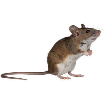 an image of a common house mouse for customer identification
