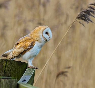 Photo © Alun Williams333 (2016), CC BY-SA 4.0, via Wikimedia Commons.