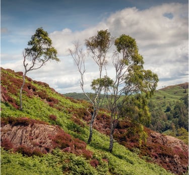 Silver Birch Trees on Holme Fell. ©Mick Howard