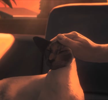 a person petting a cat while sitting on a couch