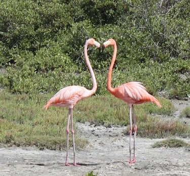 flamingos bonaire