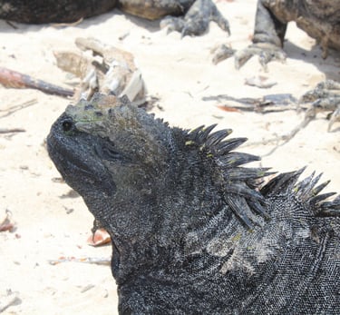 galapagos iguana
