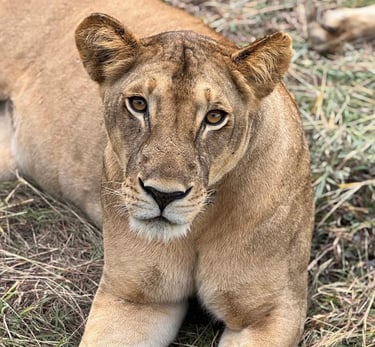 Lion resting in the savannah of Mikumi National Park during a Tanzania wildlife safari.